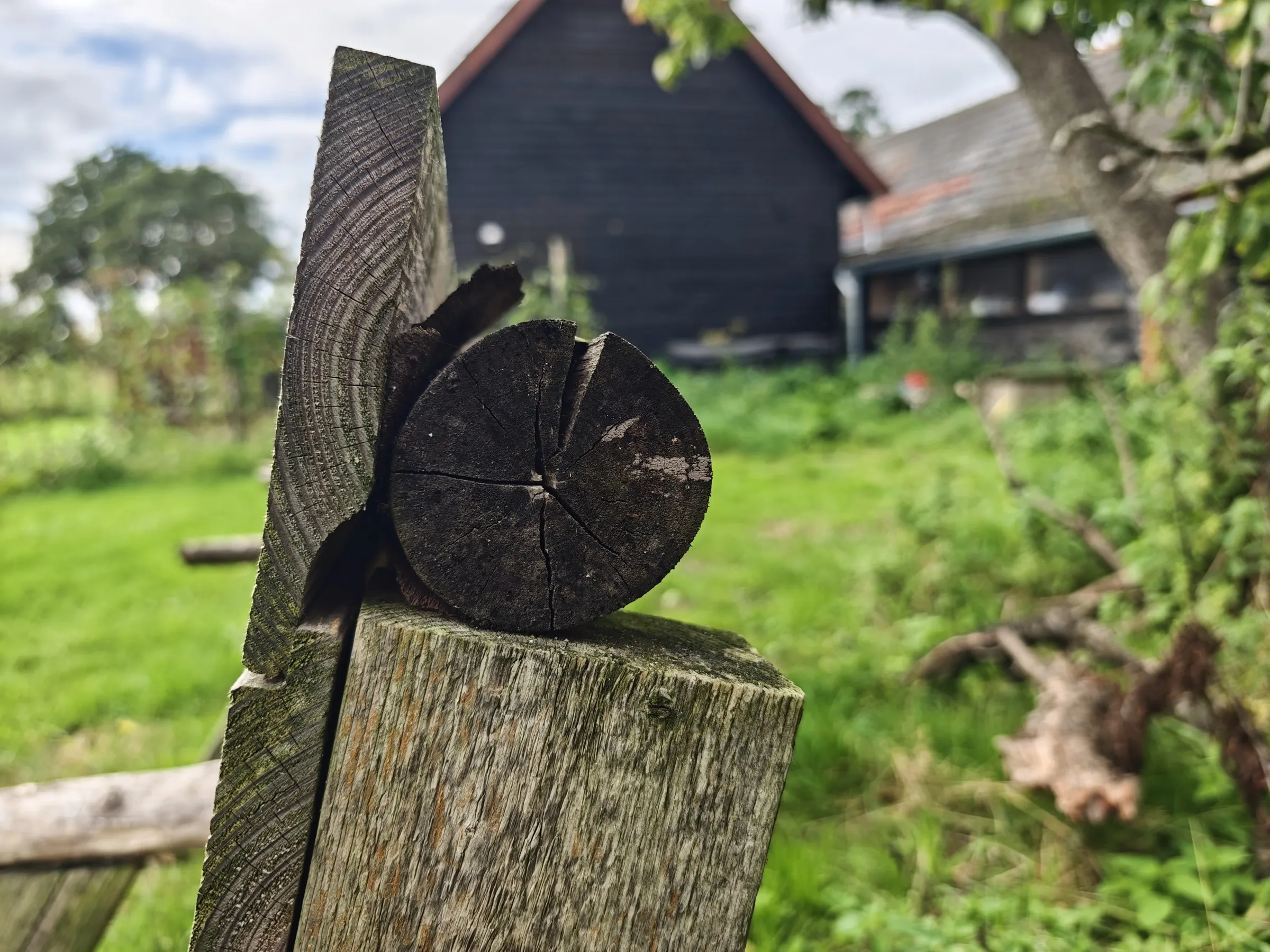 Uiteinde van een armleuning van boomstam, van dichtbij